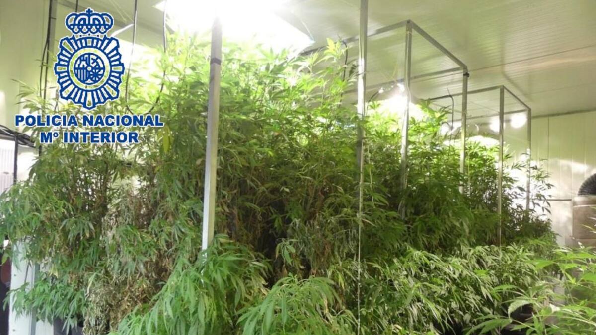 La Policía desmantela una plantación con más de 2000 plantas de marihuana en San Fernando