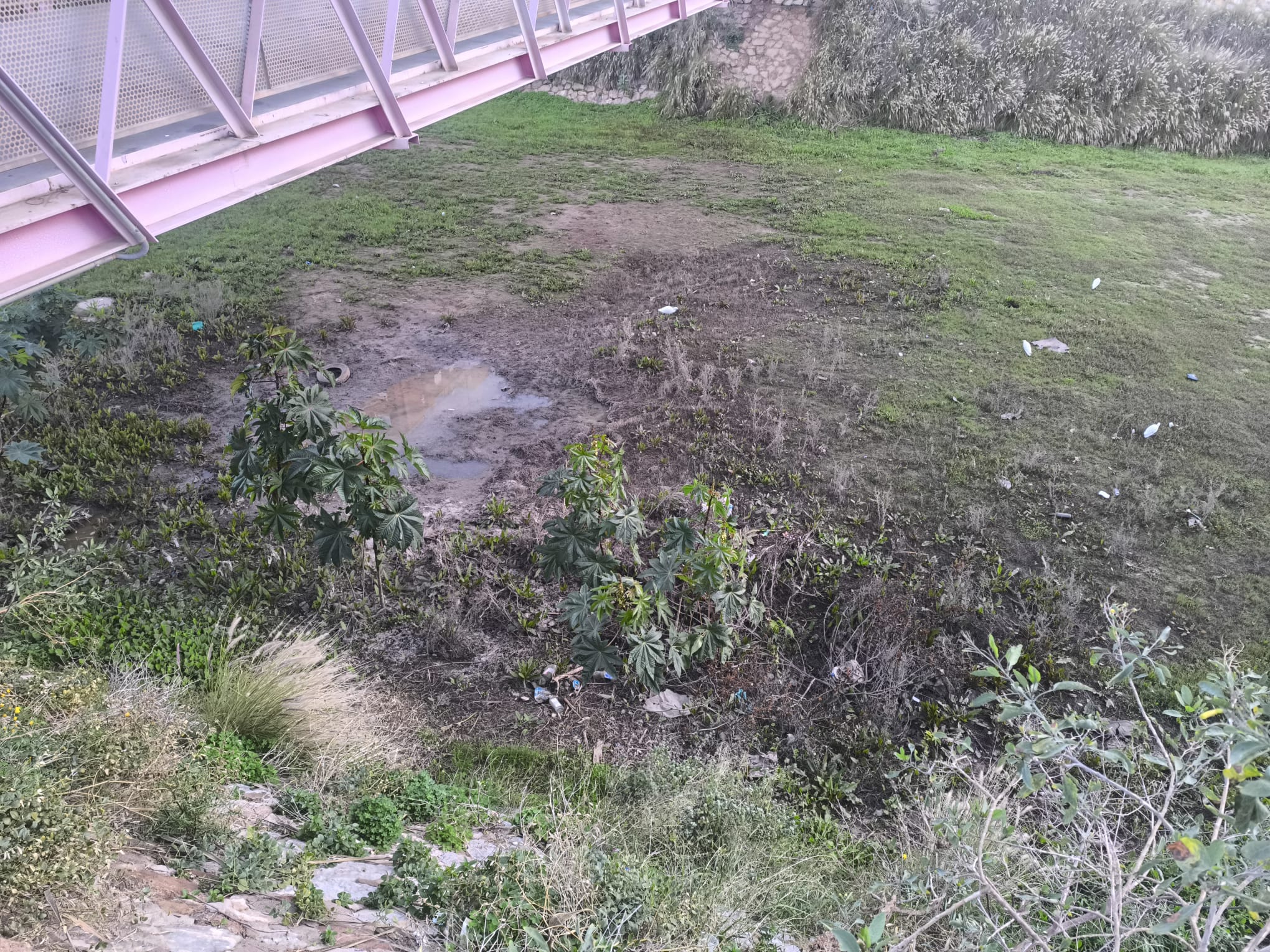 El peligro de las lluvias de este invierno: "Ya no vemos a los mosquitos solo en verano y ahora convivimos con ellos todo el año"