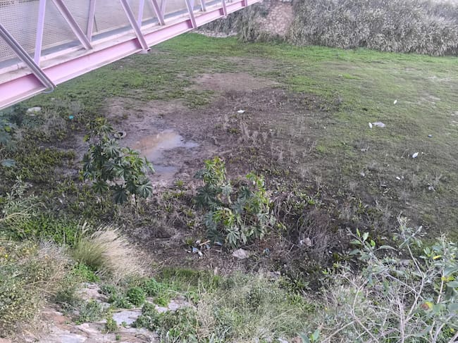 El peligro de las lluvias de este invierno: "Ya no vemos a los mosquitos solo en verano y ahora convivimos con ellos todo el año"