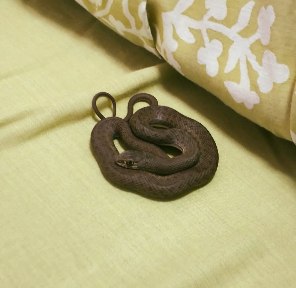 Culebra que una vecina encontró entre sus sábanas
