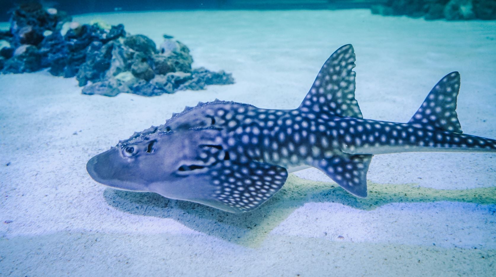 Una de las rhinas en el acuario del Oceanogràfic