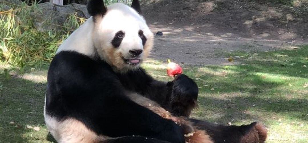 El panda gigante disfruta de los polos helados para combatir las altas temperaturas