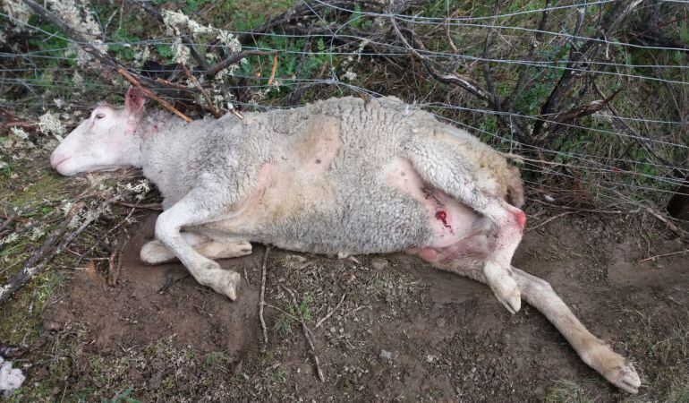 Ataques de perros amenazan la ganadería