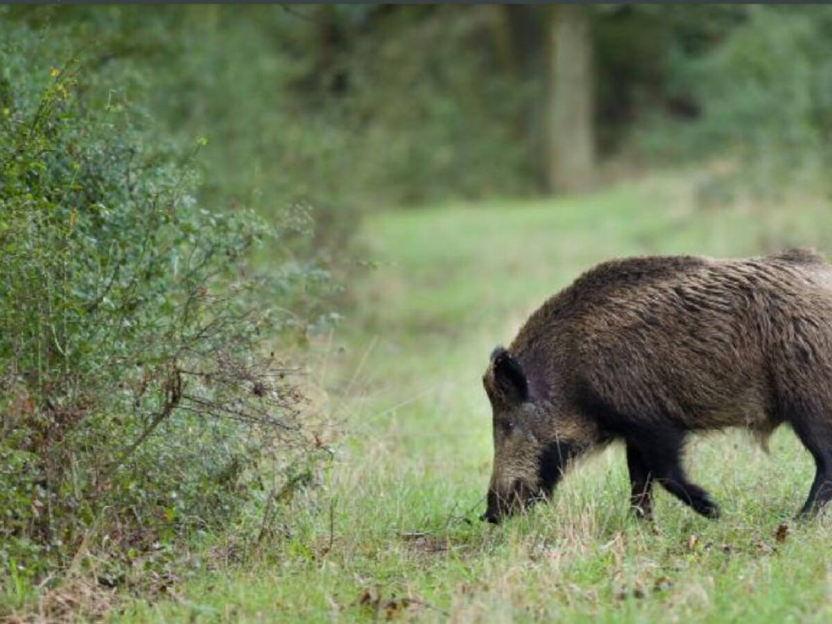 La Federación de Caza de Castellón inicia la temporada sin que la Generalitat haya dado respuesta a sus reivindicaciones