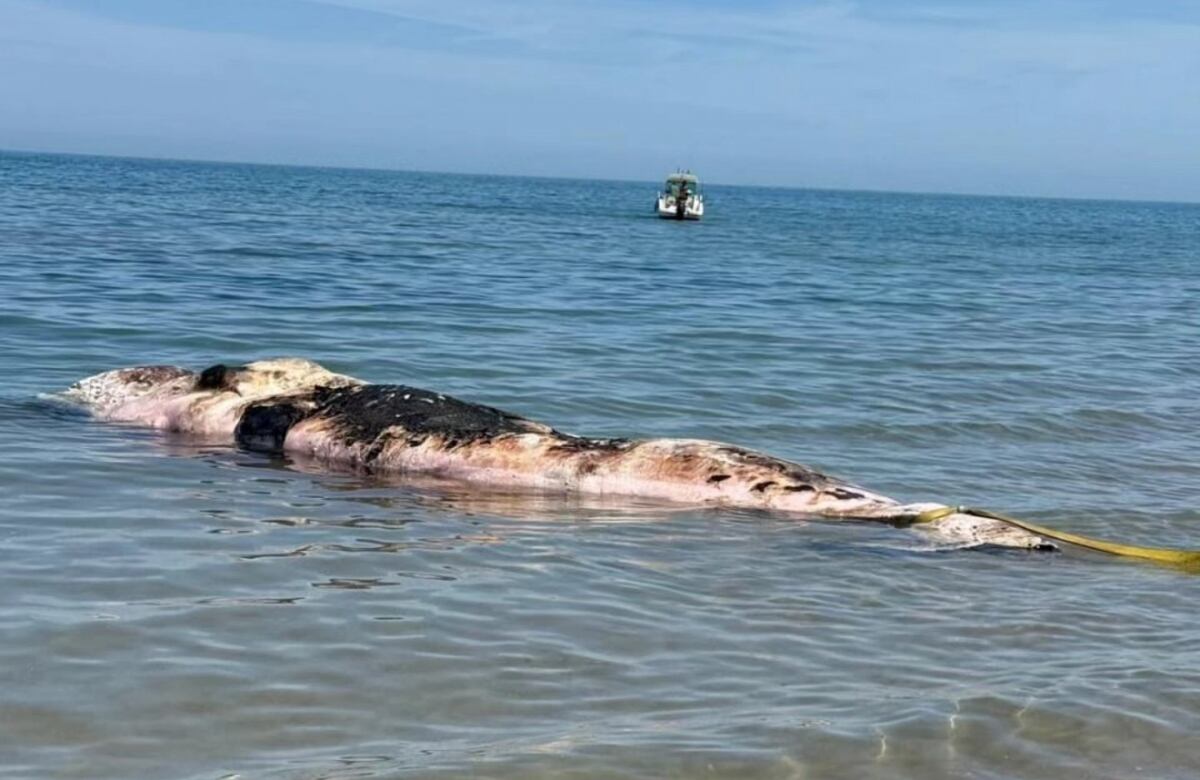 Aparece un cachalote sin vida en la playa de Oliva