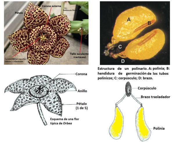 Figura 3: La flor estrella, Orbea variegata, una apocinácea originaria del cinturón costero árido de la región de El Cabo, es una planta suculenta carente de hojas y con tallos cactiformes que apenas se despegan un palmo del suelo y flores muy vistosas en forma de estrella, blanquecinas o amarillas densamente moteadas de granate, que pueden alcanzar hasta ocho cm de diámetro.