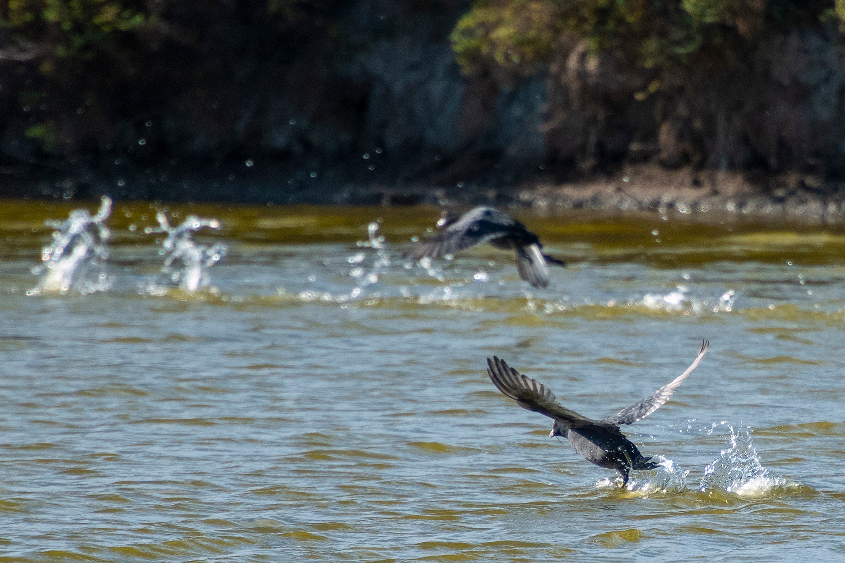 Visita al proyecto &quot;Misión posible. Desafío Guadalquivir&quot;, con el objetivo de restaurar humedales en el estuario del Guadalquivir en Trebujena. Proyecto realizado por WWF y supervisado y financiado por The Coca-Cola Foundation