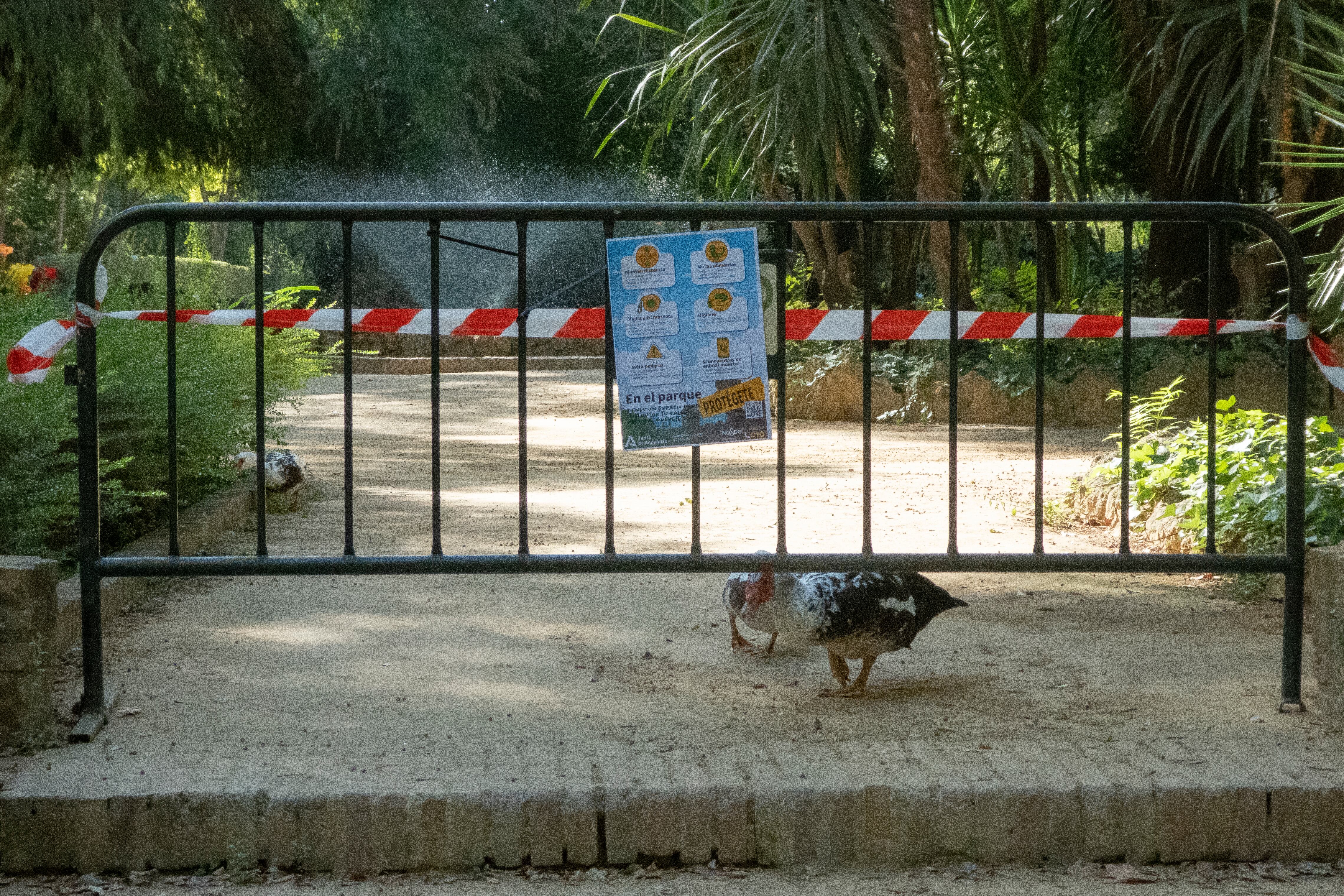 SEVILLA, 13/09/2025.- Cuatro aves muertas han sido encontradas esta mañana en el Parque de María Luisa de Sevilla, al día siguiente de reabrir sus puertas ante la sospechas de que las localizadas esta misma semana murieran por gripe aviar.Fuentes del Ayuntamiento de Sevilla han informado a EFE de que esta mañana han sido hallados muertos patos y palomas, que han sido retirados por el personal del parque. En la imagen, varios patos en el Parque de María Luisa de Sevilla. EFE/ David Arjona
