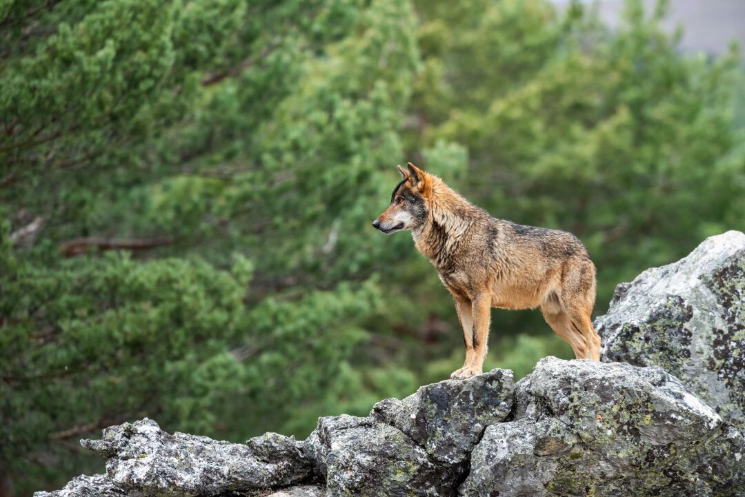 Las organizaciones agrarias exigirán la retirada inmediata de la orden que pretende declarar al lobo especie protegida