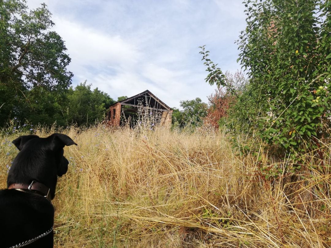 El perro, en la zona donde ocurrieron los hechos