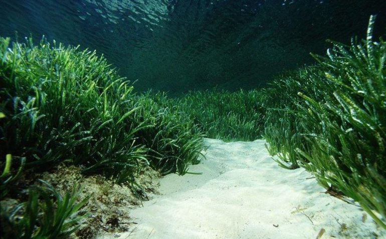 La comunidad científica quiere proteger las praderas de posidonia en el Mar Balear.