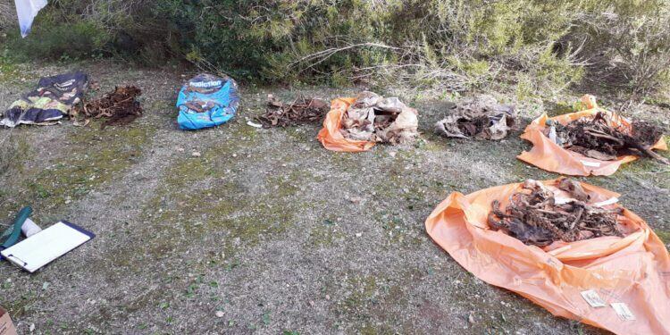 Imagen de los restos hallados en Formentera