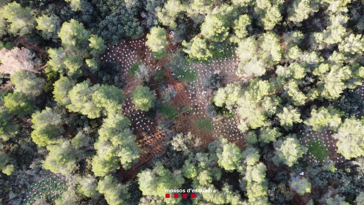 Visió zenital de la plantació de La Pobla de Cérvoles. Els pics blancs són els sacs on feien créixer les plantes de marihuana. Foto: Mossos d&#039;Esquadra.