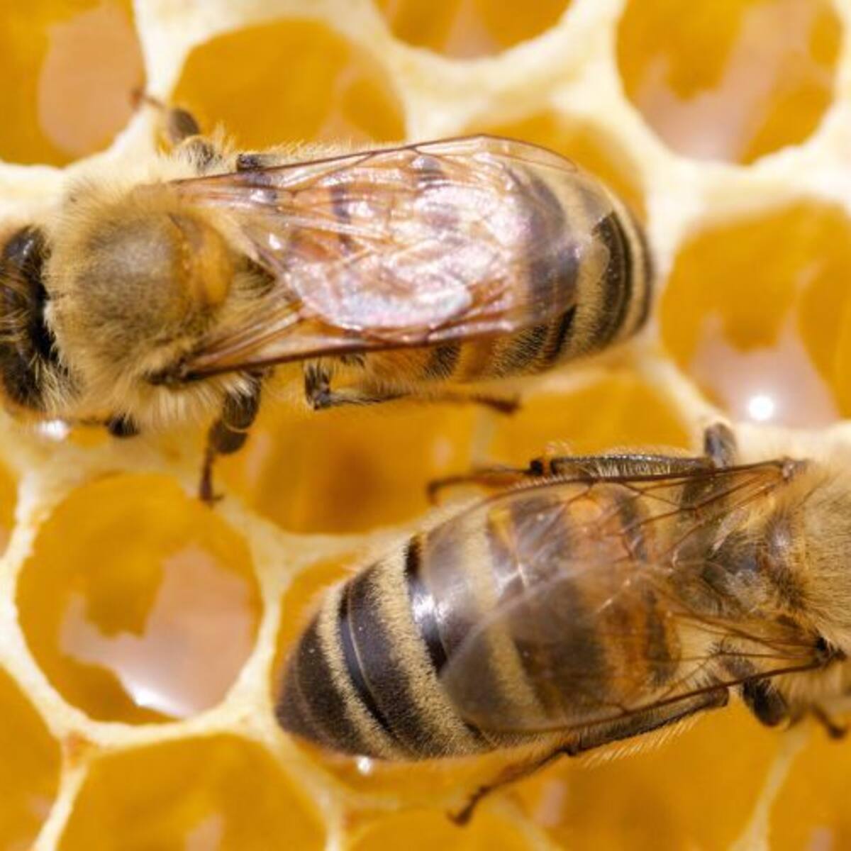 El sector apícola de Castilla-La Mancha pide ayudas compensatorias