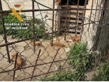 Unos perros se encontraban fallecidos y otros en estado de abandono y desnutrición