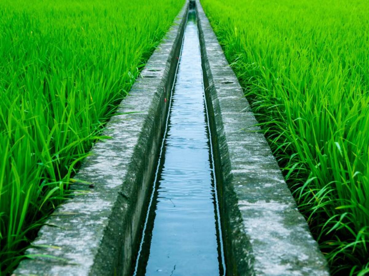 La llavor (12/05/2018)