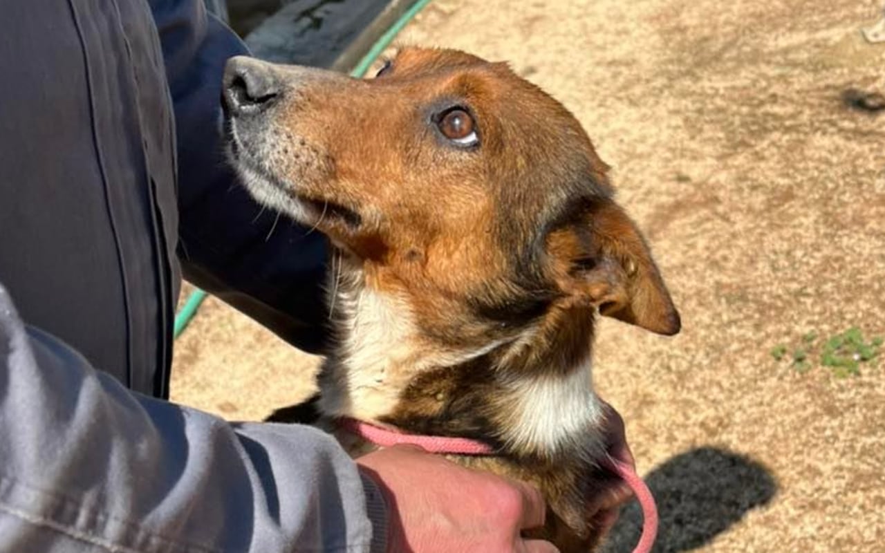 Imagen de uno de los perros con los que ha contado el Centro Municipal Canino de Valdepeñas (Ciudad Real)