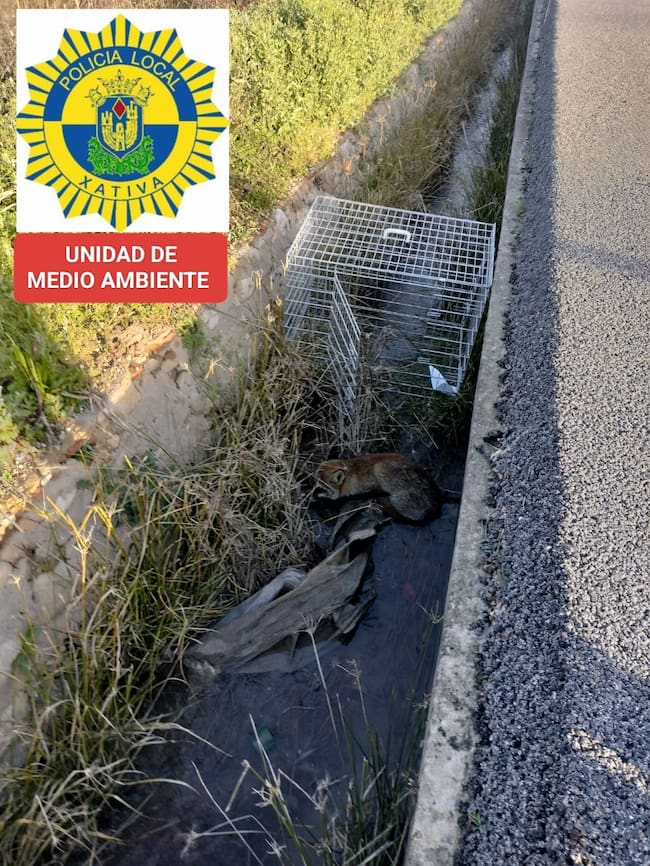 Zorro rescatado en Xàtiva