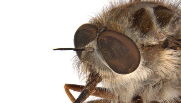 La mosca recibe su nombre en honor al Rey de la noche.