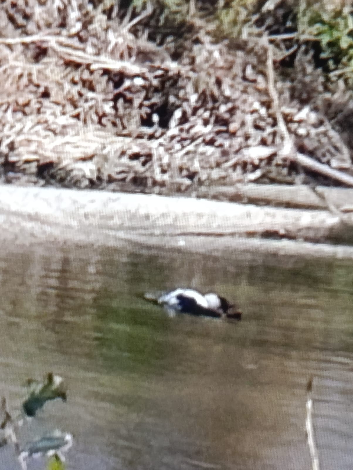 Una de las cigüeñas muertas en Getafe