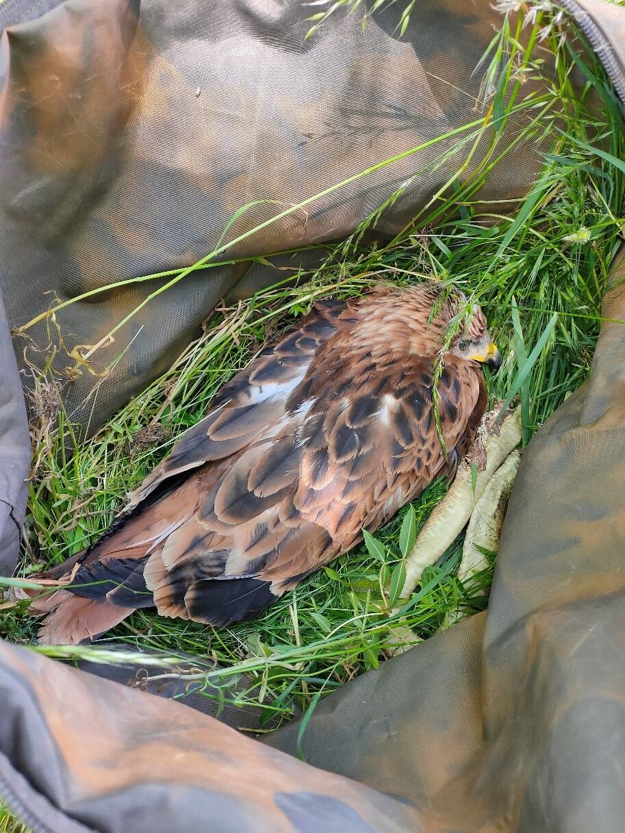 Pollo de Milano Real preparado para su transporte al nido