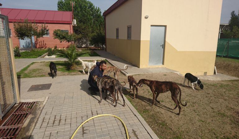 Algunos de los animales del centro de acogida