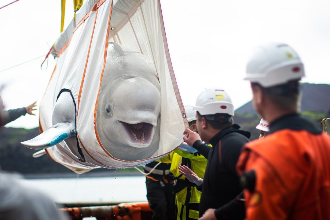 El traslado de una de las belugas.