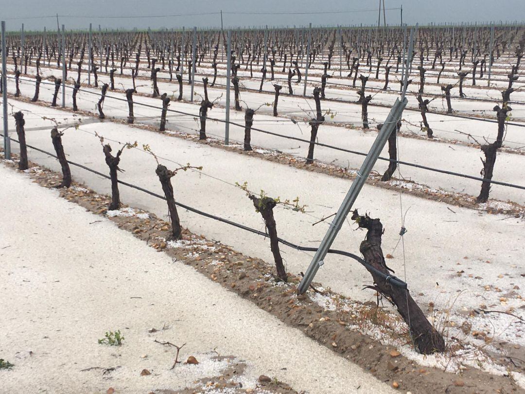 Estado en el que quedaron los viñedos de Bobadilla del Campo tras la granizada del sábado