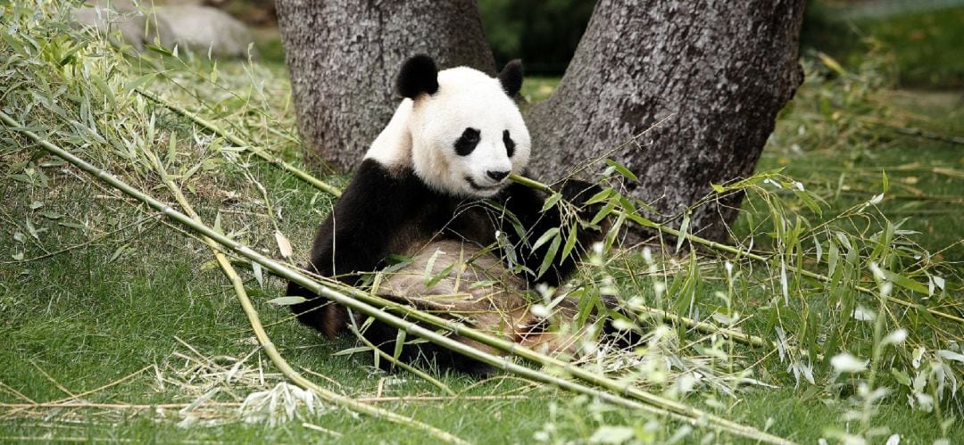 La hembra de oso panda ha sido inseminada artificialmente pero el alumbramiento es una incógnita