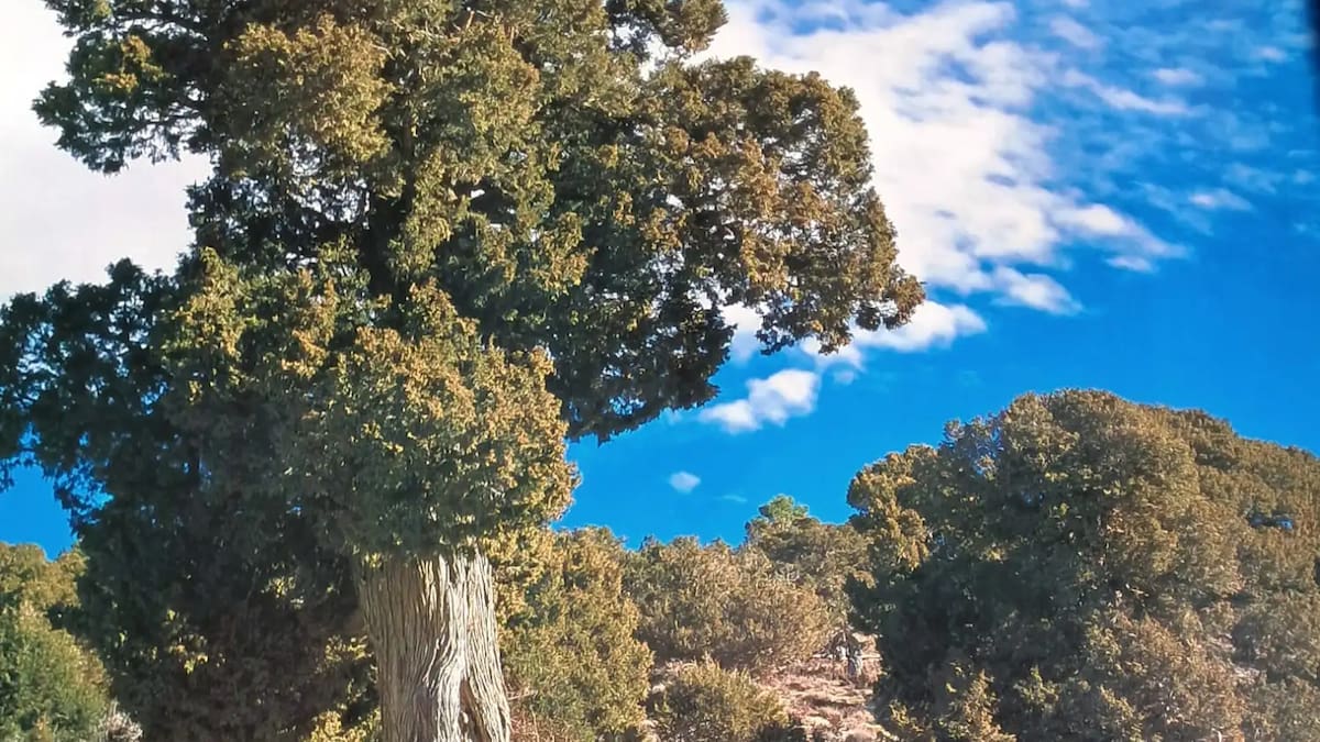 Entrevista a Eva María Azcutia Marqués, alcaldesa de la Pobla de San Miguel, sobre el premio a El Sabinar de las Blancas como Bosque del Año en España 2026