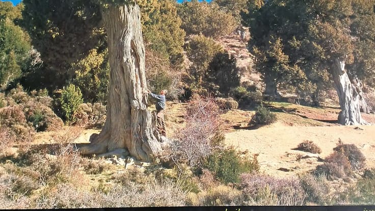 Entrevista a Eva María Azcutia Marqués, alcaldesa de la Pobla de San Miguel, sobre el premio a El Sabinar de las Blancas como Bosque del Año en España 2026