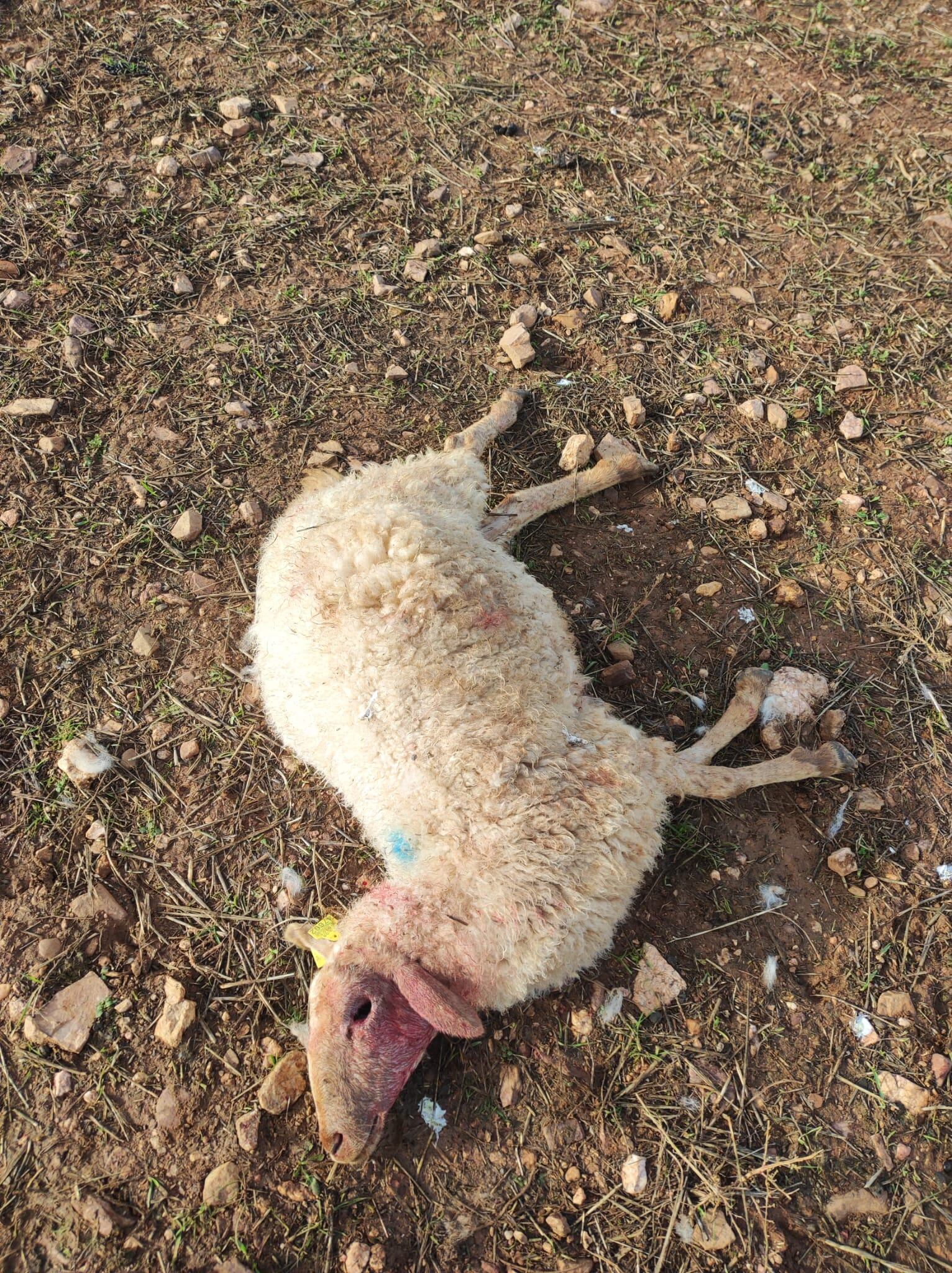 Oveja atacada por el lobo