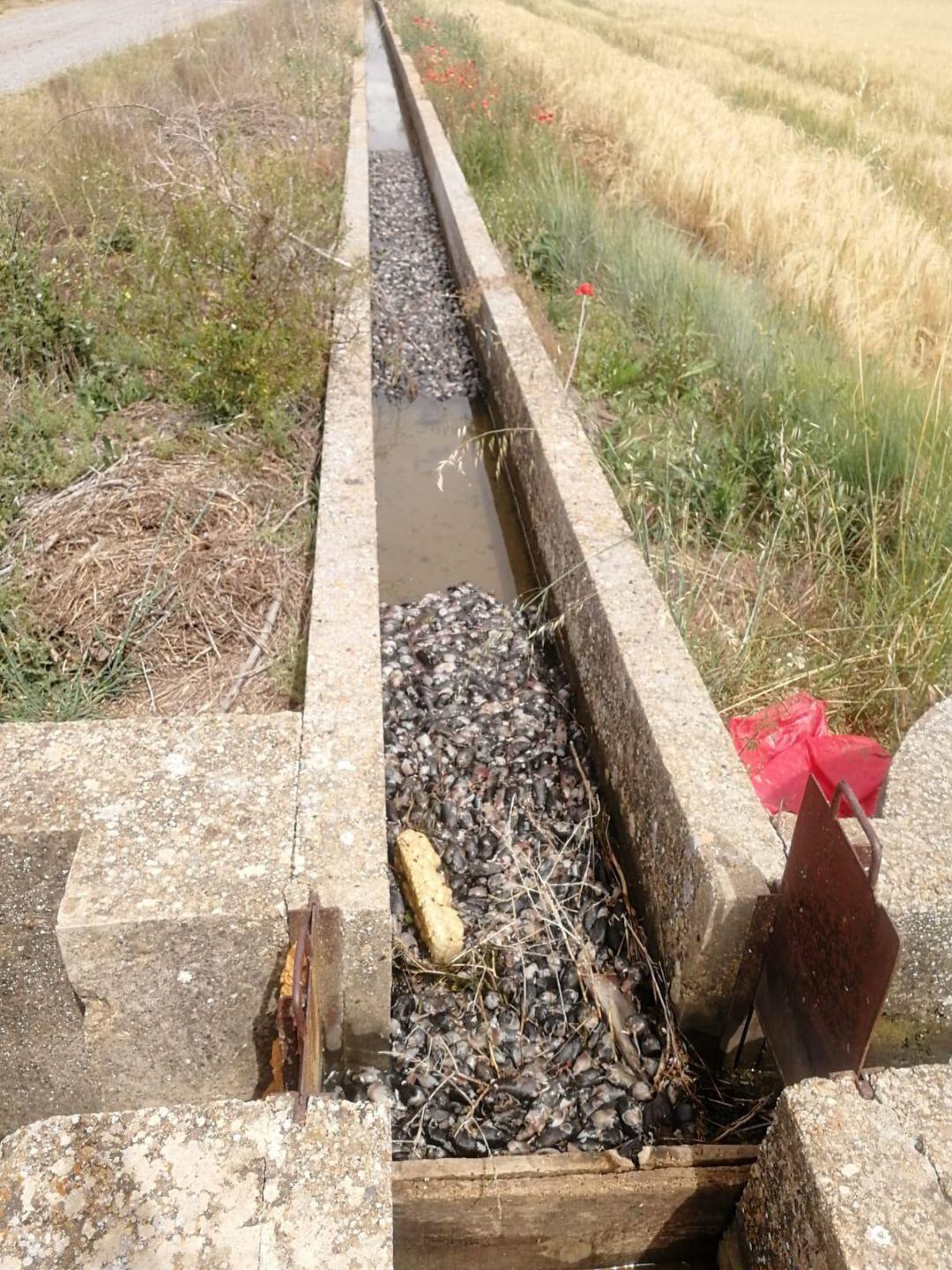 Topillos acumulados en una acequia de Paredes de Nava