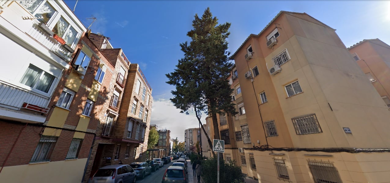 Un gran pino en la calle San Sebastián de Getafe