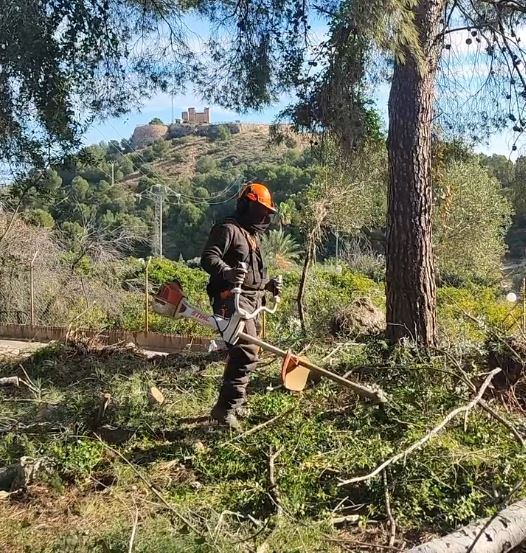 Tratamiento de silvicultura, prevención de incendios forestales en Oliva