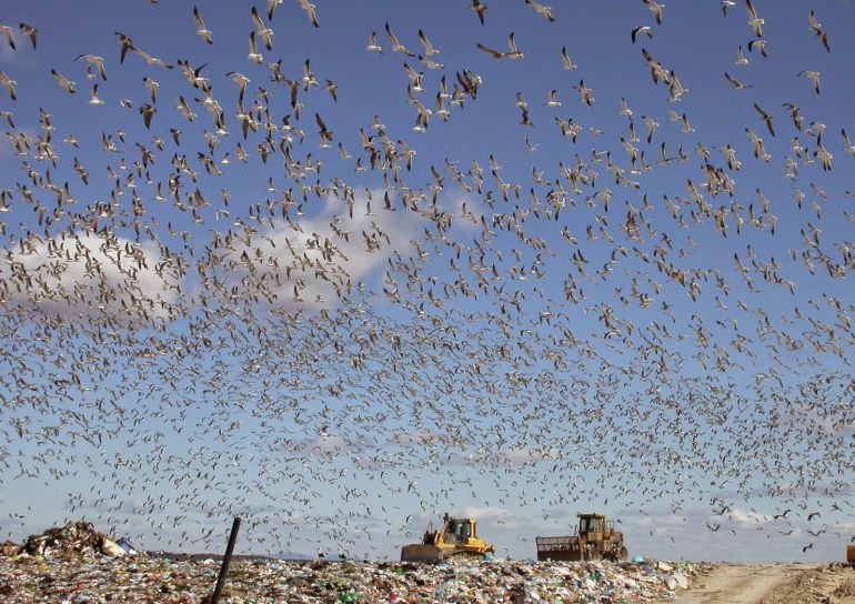 Gaviotas sobre el vertedero de Colmenar