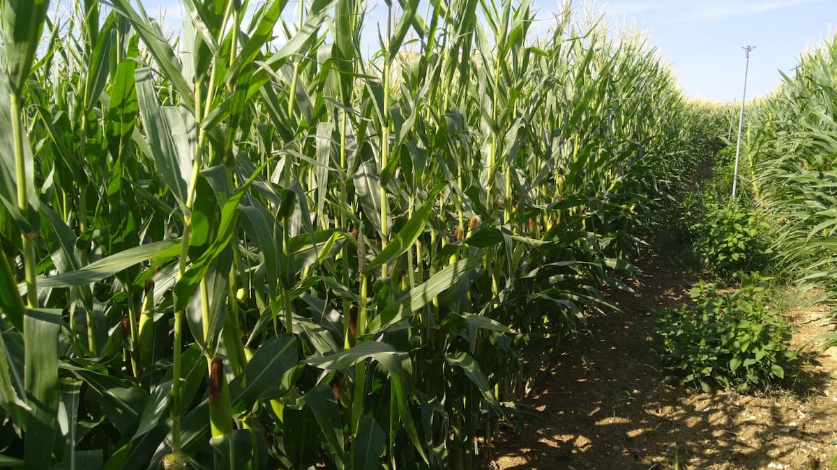 SER de Campo- Campaña de Riego