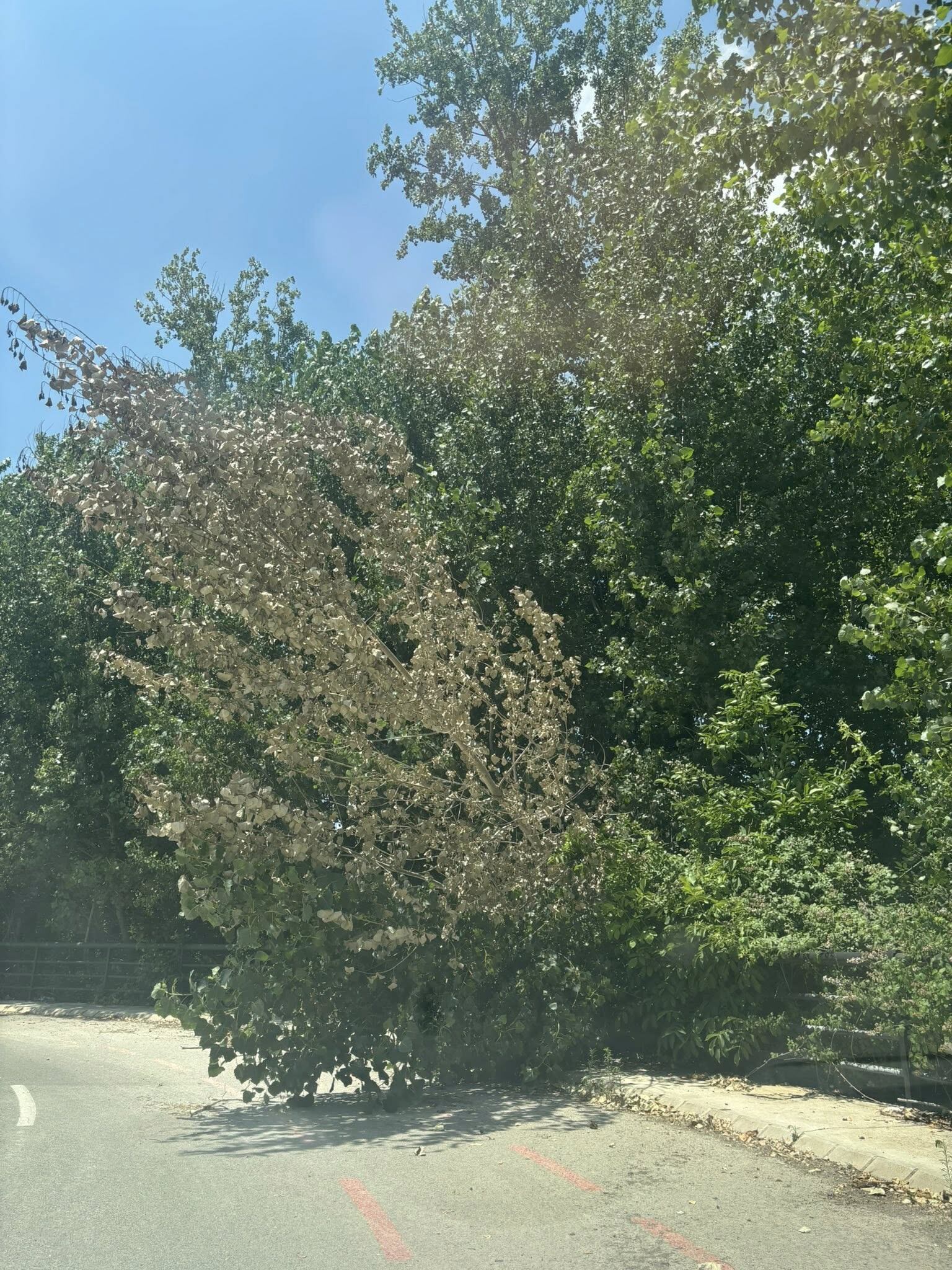Estado de parques, jardines y zonas verdes