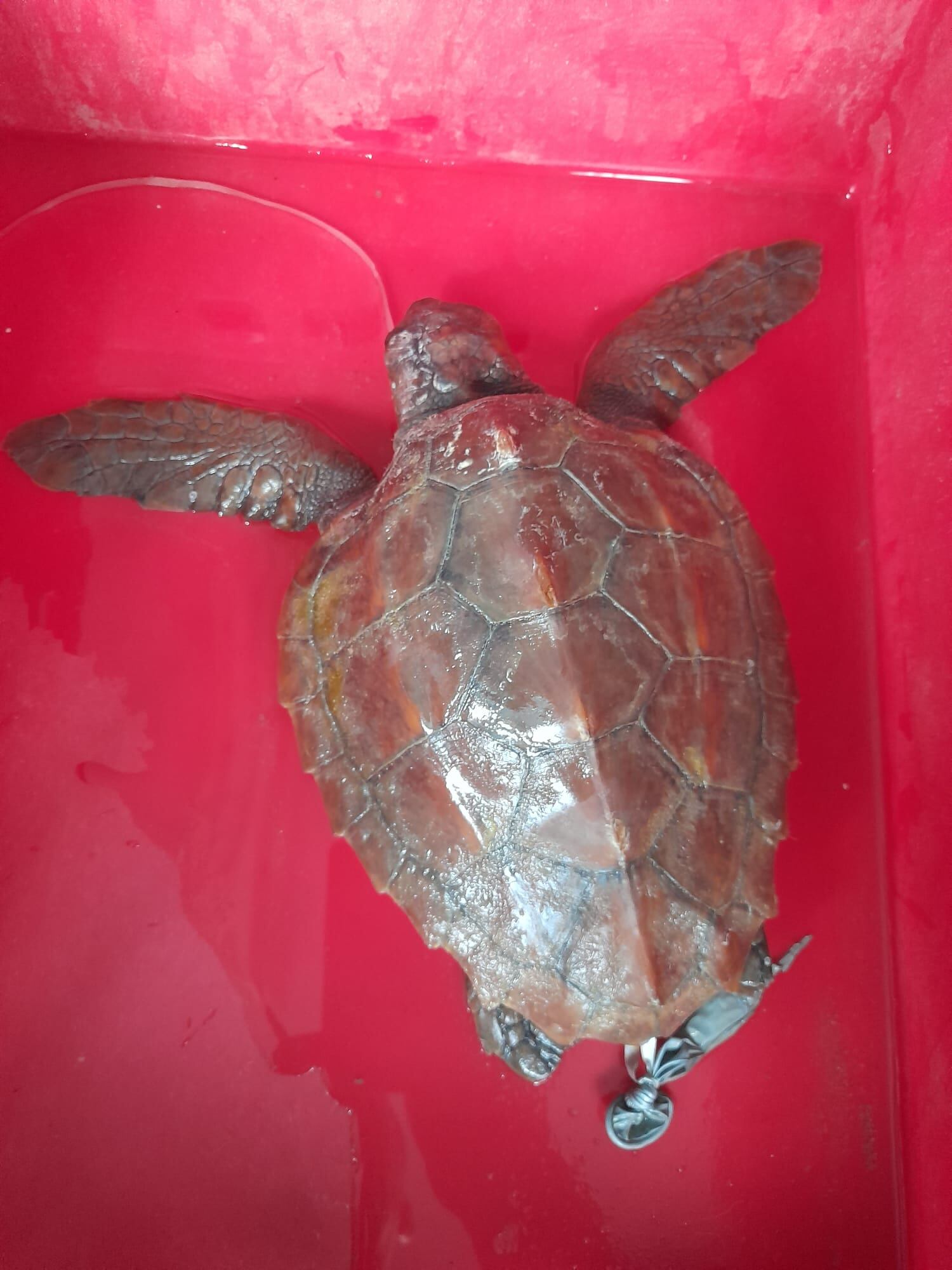 La tortuga había ingerido un globo de helio