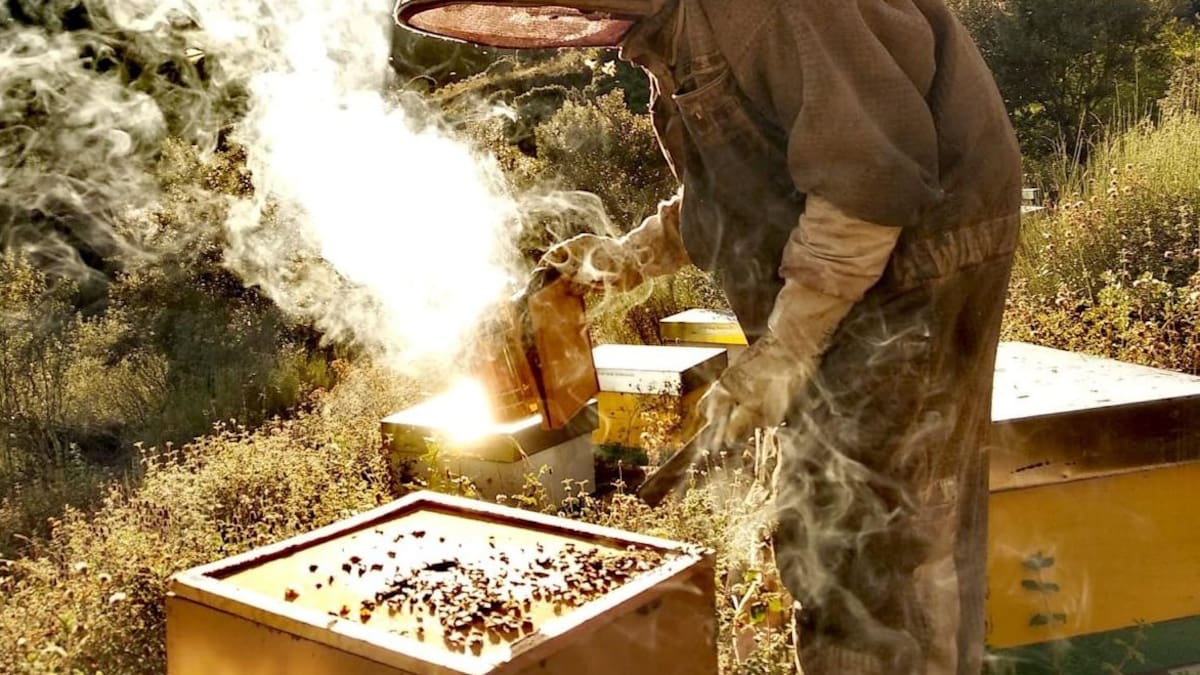 La miel, un mundo de sacrificios y satisfacciones