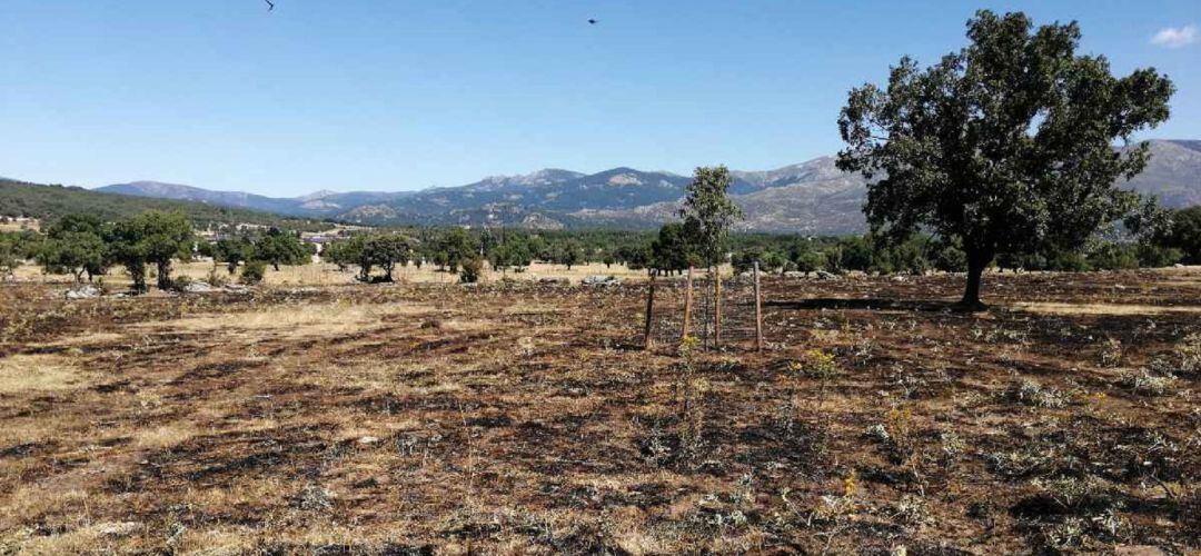 En las últimas semanas, estos incidentes se han podido controlar “de forma rápida” gracias a la intervención de Bomberos, Policía local y Protección Civil