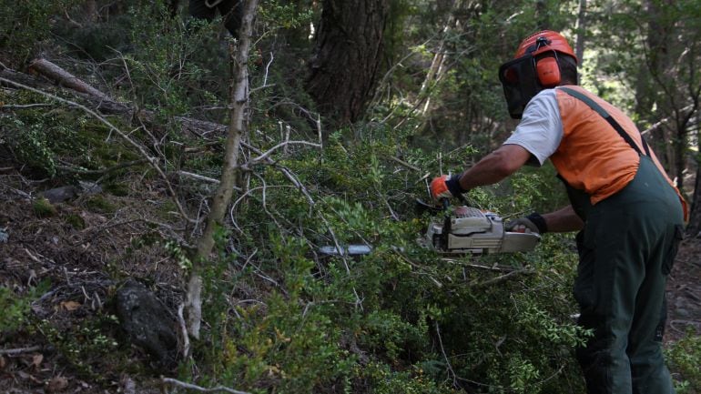 Un operari treballa en el desbrossament dels boscos d'Andorra la Vella.