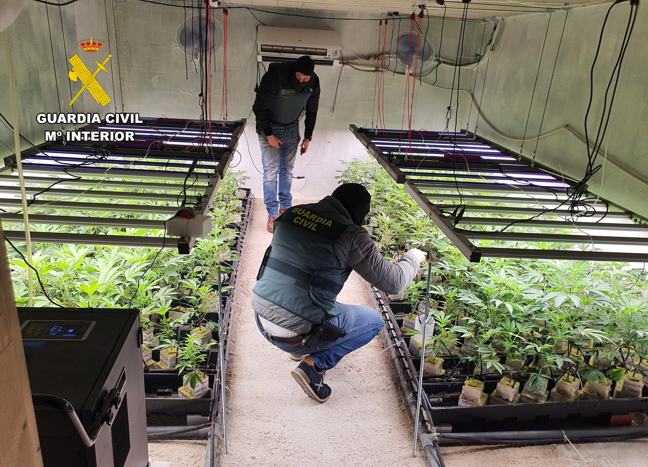 La Guardia Civil desmantela en Murcia un invernadero subterráneo dedicado al cultivo masivo de marihuana