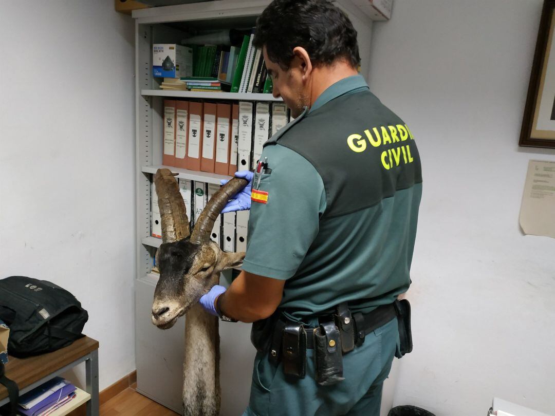 Dos detenidos por la caza furtiva de un macho de cabra montés en España. 