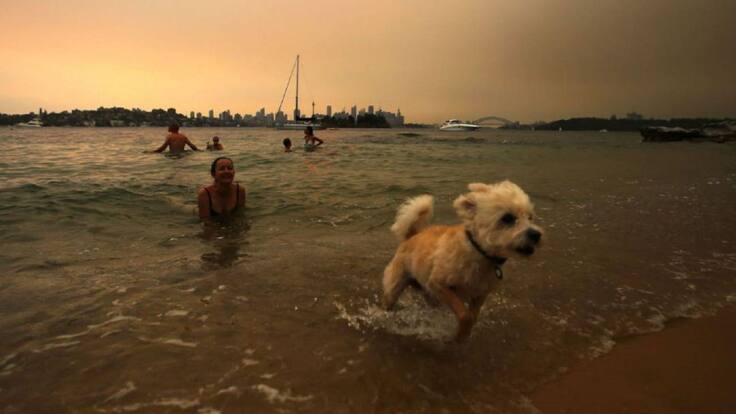 El gerente de BIOMascotas Peñafiel, Daniel García, repasa en la SER los cuidados de nuestras mascotas en tiempo vacacional.