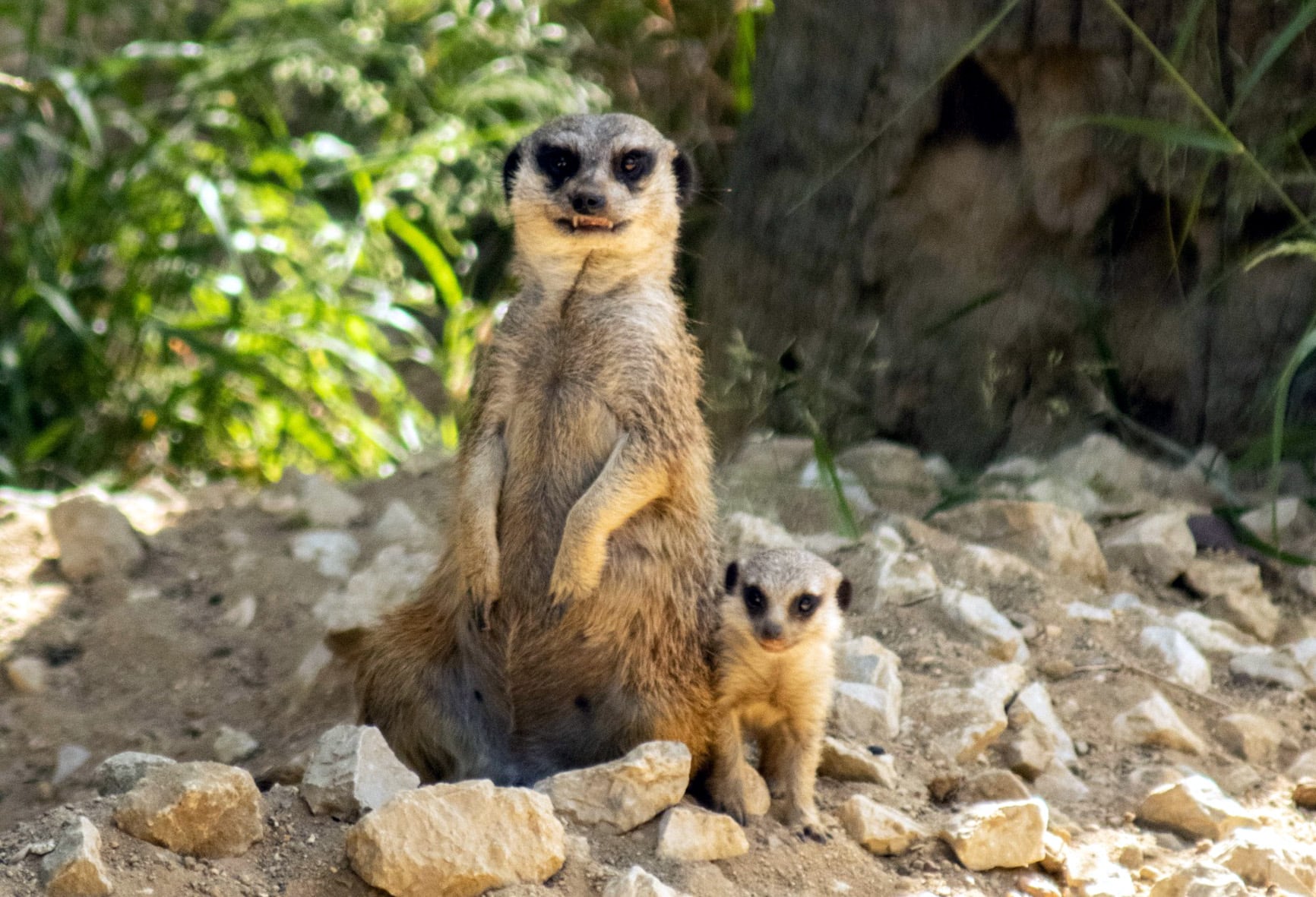 La cría de Suricato ya puede verse en el Zoo de Jerez