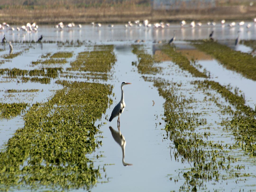 El president de la Generalitat ha anunciado un plan de 240 millones de euros para &quot;salvar la Albufera&quot; de València.