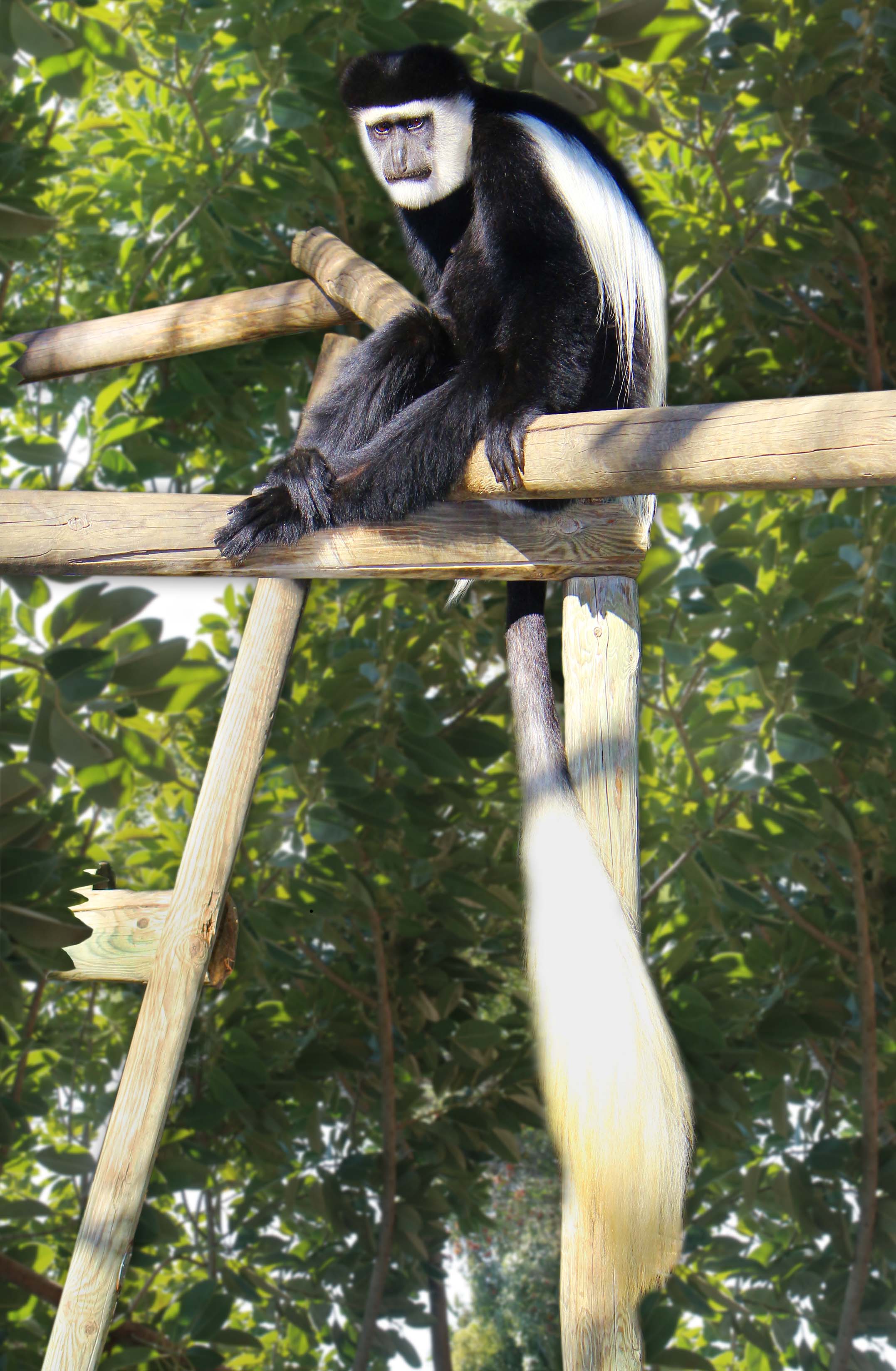 SWA Colobo blanco y negro