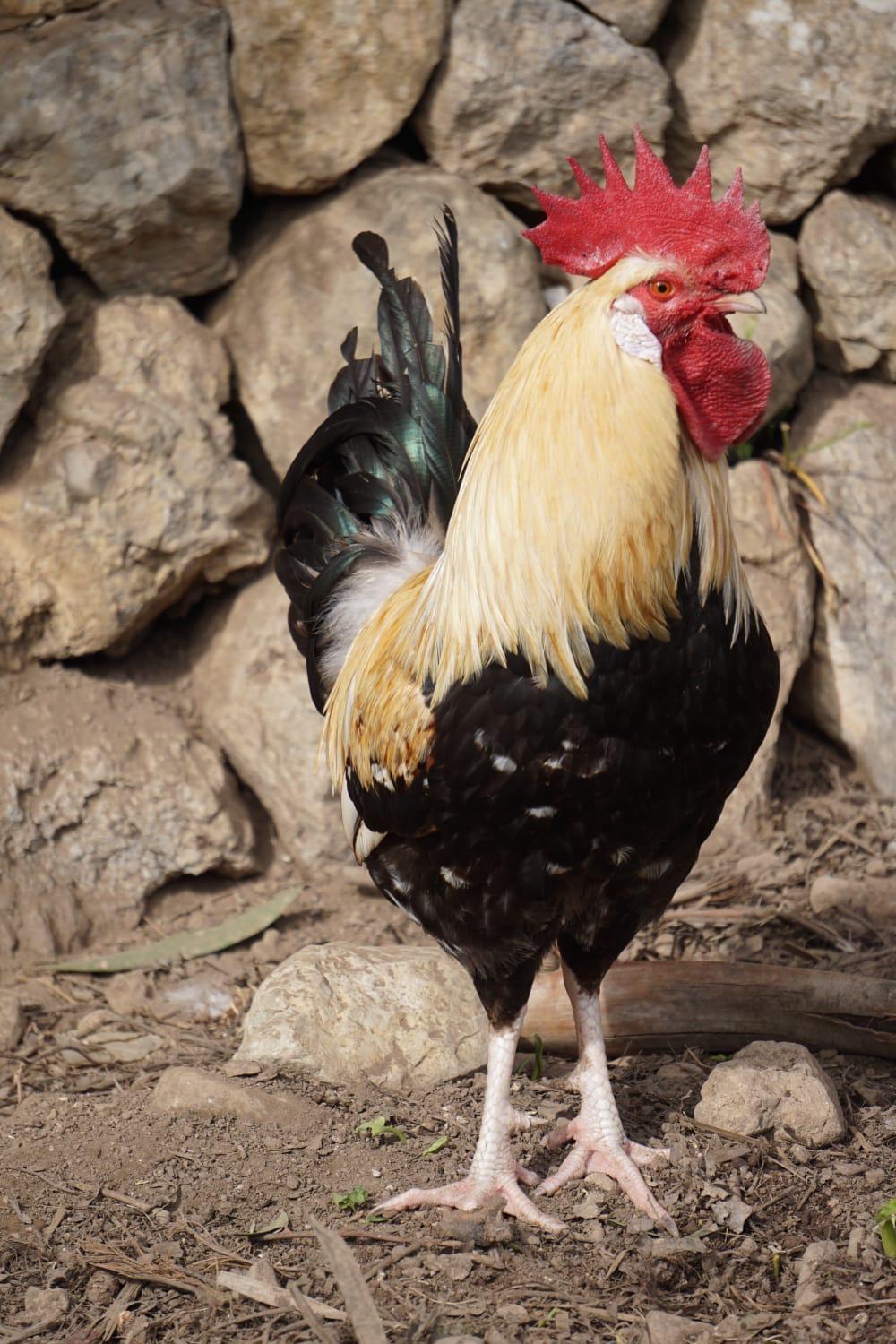 Se levantan las restricciones en las islas