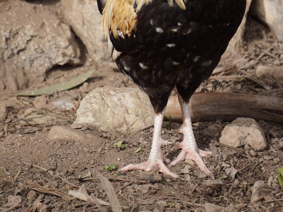 Baleares levanta las restricciones para hacer frente a la gripe aviar